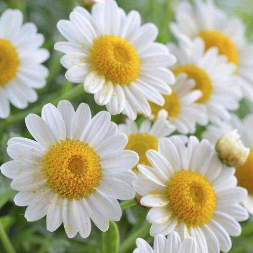 fleur